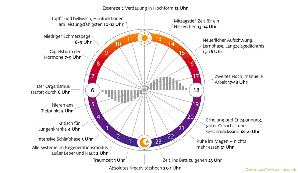 Prüfungsangst-Kenne deinen Biorhythmus
